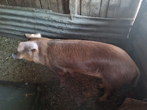 Porci de vanzare in comuna Tormac 14 lei -kg - imagine 5