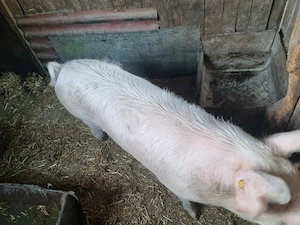 Porci de vanzare in comuna Tormac 14 lei -kg - imagine 4