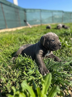 Vand Cătei Cane Corso  - imagine 2