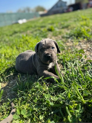 Vand Cătei Cane Corso  - imagine 3