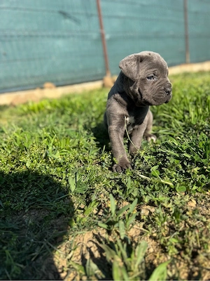 Vand Cătei Cane Corso  - imagine 4