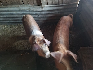 Porci de vanzare 13 lei kg - imagine 5