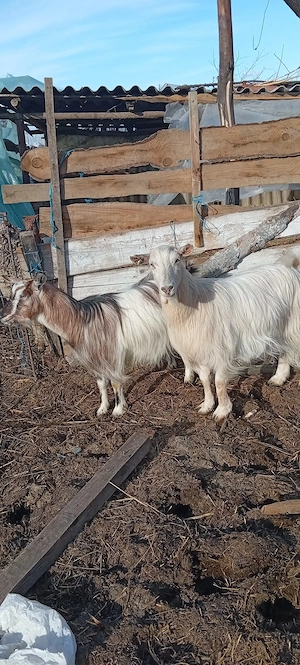 De vânzare 2 capre sterpe 
