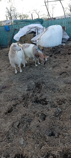 De vânzare 2 capre sterpe  - imagine 4