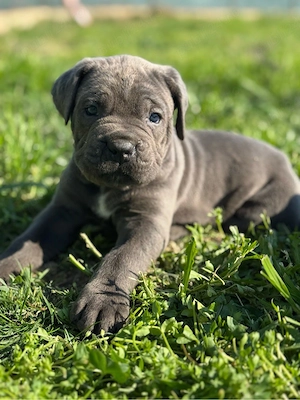 Vand Cătei Cane Corso 