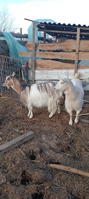 De vânzare 2 capre sterpe  - imagine 2