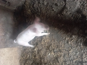 Doi purcei de vazare - imagine 2