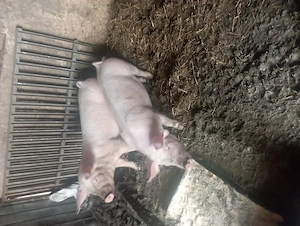 Doi purcei de vazare - imagine 4