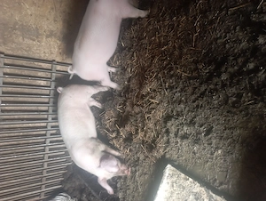 Doi purcei de vazare - imagine 3