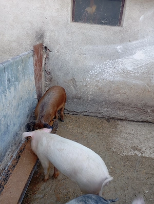 De vânzare grăsuni 