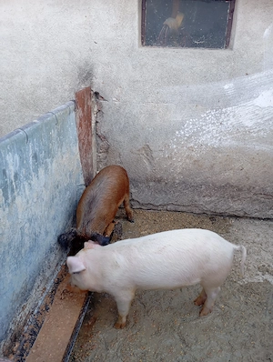 De vânzare grăsuni  - imagine 3