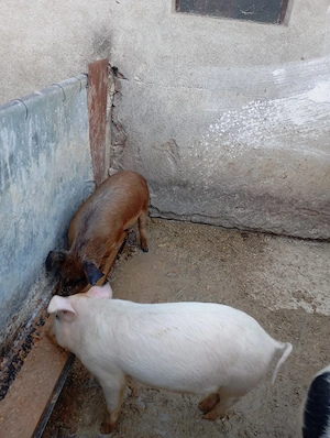 De vânzare grăsuni  - imagine 2