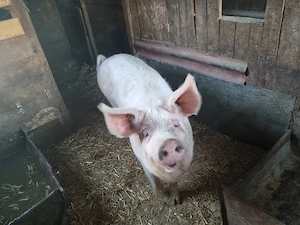 Porci de vanzare in comuna Tormac 14 lei -kg - imagine 2