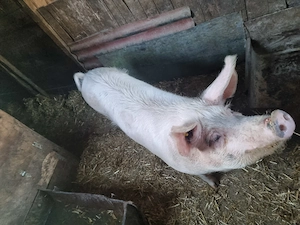 Porci de vanzare in comuna Tormac 14 lei -kg - imagine 3