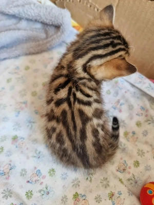 Pui pisica bengaleza,Asigur transport! - imagine 3