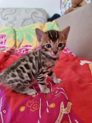 Pui pisica bengaleza,Asigur transport! - imagine 2