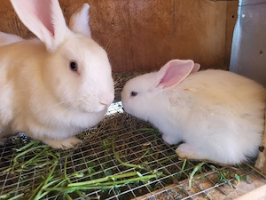 Iepurasi de vanzare - imagine 2