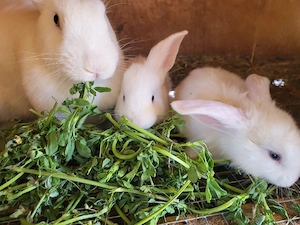 Iepurasi de vanzare - imagine 3