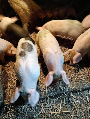 Purcei de vanzare  - imagine 3