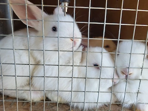 Iepurasi de vanzare - imagine 4