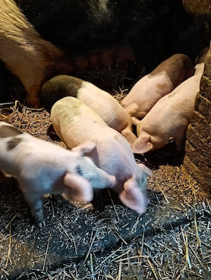 Purcei de vanzare  - imagine 2