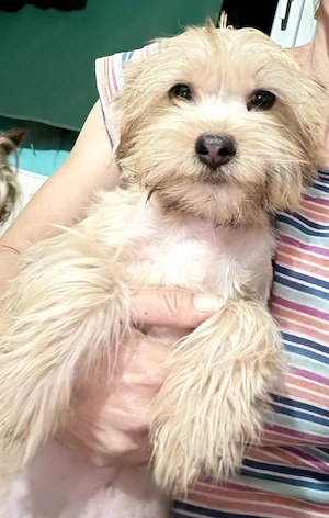 Yorkshire terrier Băiat 4 luni 