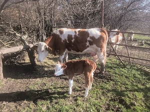 Văcuțe juninci vițele 