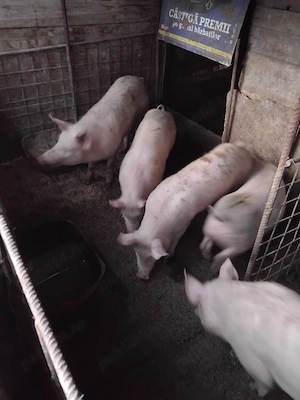 Vânzare 3 masculi și 2 femele