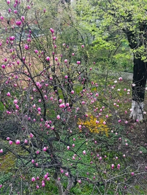 Apartament 3 camere, Bld. Brancoveanu. Decomandat. - imagine 2