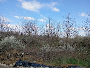 Teren intravilan Giroc ideal investitie - imagine 3