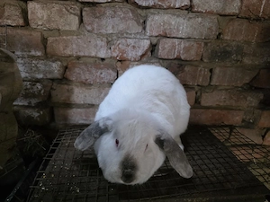 Vând femela sau schimb  - imagine 2