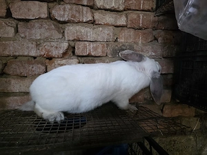 Vând femela sau schimb  - imagine 5