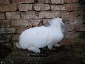 Vând femela sau schimb  - imagine 4