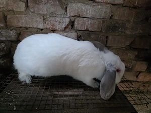 Vând femela sau schimb  - imagine 3