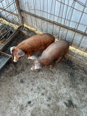 Vând purcei - imagine 2