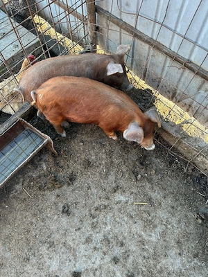 Vând purcei - imagine 4