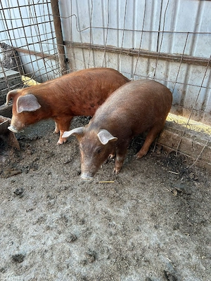 Vând purcei - imagine 3