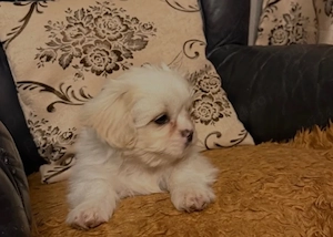 Vand Shih tzu 2 luni jumate fetita