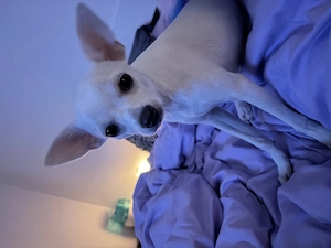 Chihuahua de vanzare