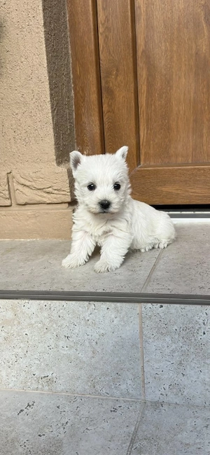 1 catelusa rasa westie - imagine 5