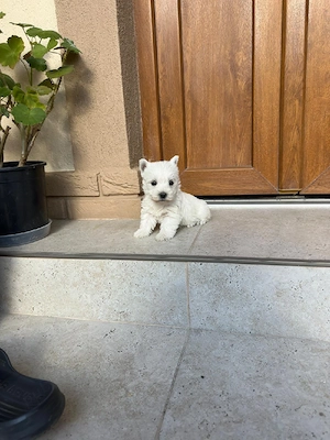1 catelusa rasa westie - imagine 2