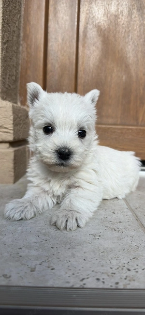 1 catelusa rasa westie - imagine 4