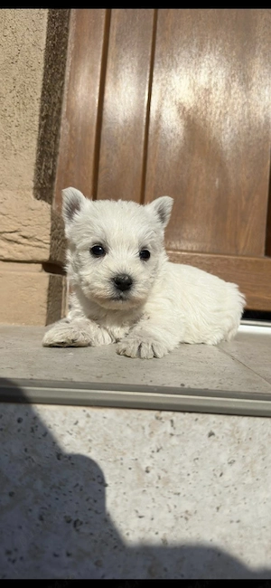 1 catelusa rasa westie - imagine 3
