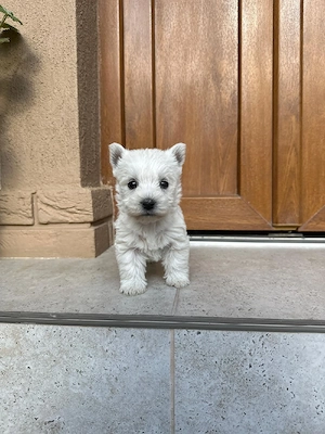 1 catelusa rasa westie