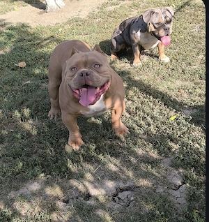 american bully Pocket - imagine 2