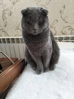 Vând pisicuță Scotish Fold