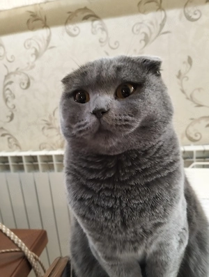 Donez pisicuță Scotish Fold - imagine 4