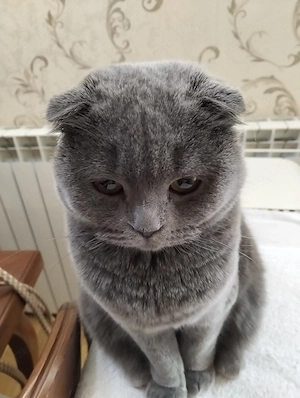 Donez pisicuță Scotish Fold - imagine 2