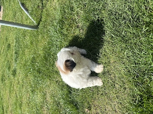 Cățel shih tzu deparazitat - imagine 2