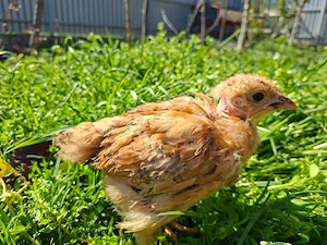 Puii Calitatea 1 toate Rasele  - imagine 2